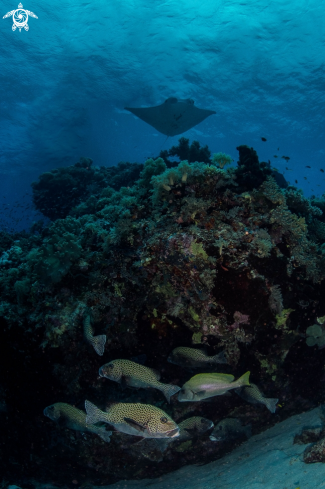 A Manta Ray, Sweetlips