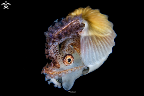 A Paper Nautilus