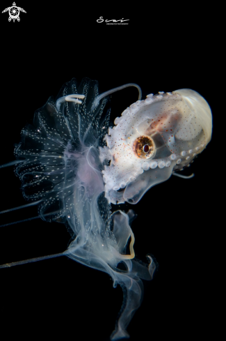 A Paper Nautilus