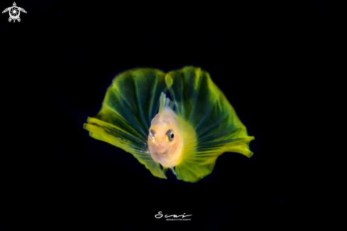 A Yellow Fish 