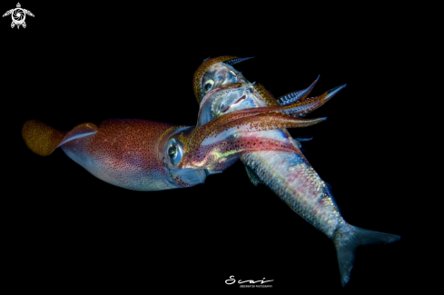 A Squid