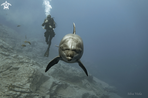 A Tursiops truncatus | Bottlenose Dolphin