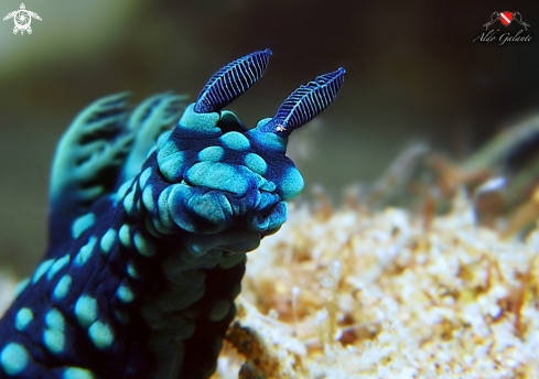 A Nembrotha Cristata - (Bergh, 1877) | Nudibranch