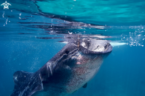 A Whaleshark