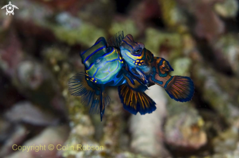 A mandarin fish