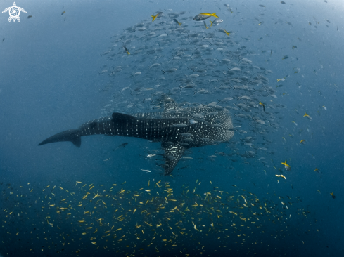 A Whale Shark