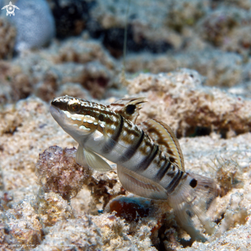 A Amblygobius phalaena | White-barred Goby