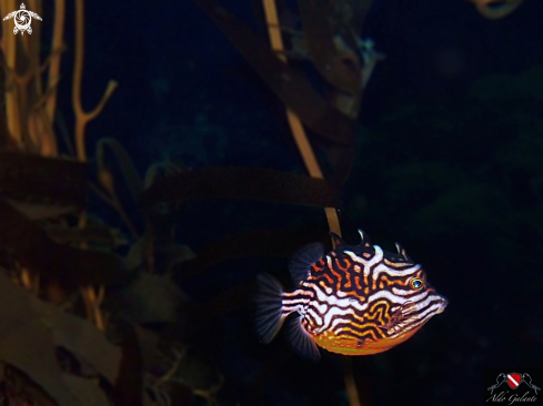 A Aracana Aurita. (George Shaw - 1798)  | Shaw's Cowfish - Striped cowfish - Striped boxfish