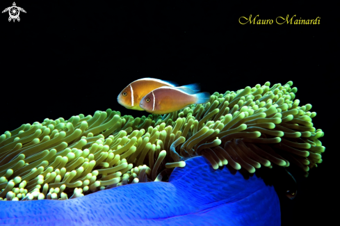 A Clownfish and anemone