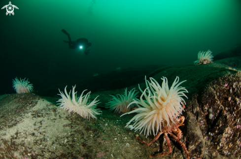 A North sea anemone