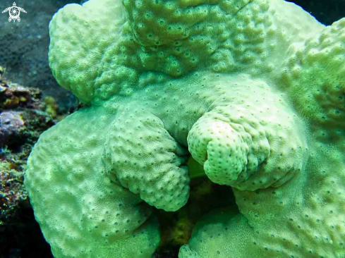 A green sponge coral