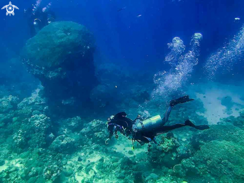 A dive buddies