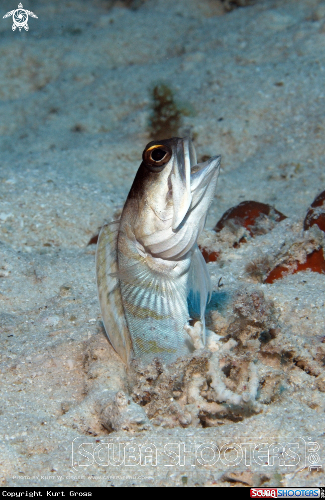 A Jaw Fish