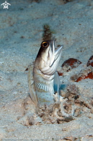 A Jaw Fish