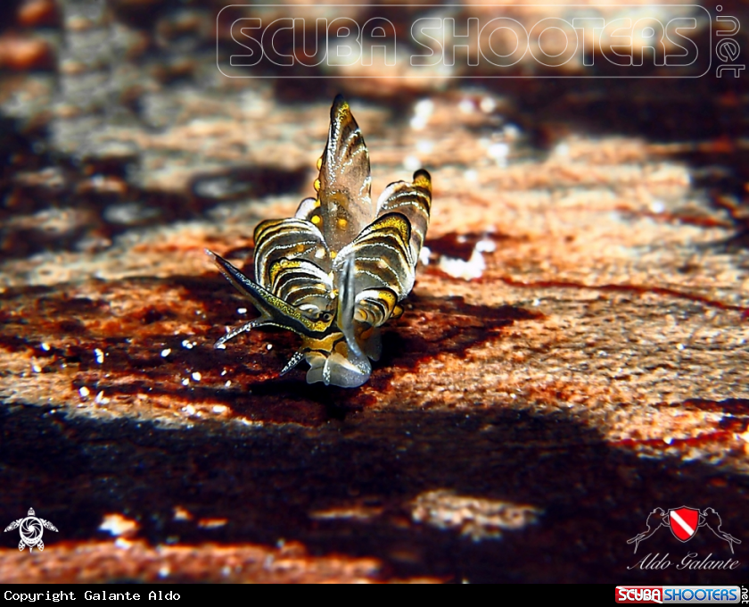 A Tiger butterfly Nudibranch