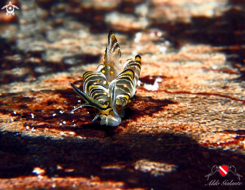 A Cyerce Nigra (Bergh, 1871) | Tiger butterfly Nudibranch