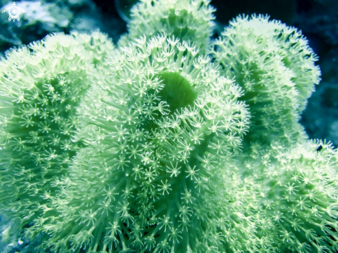 A green leather sponge