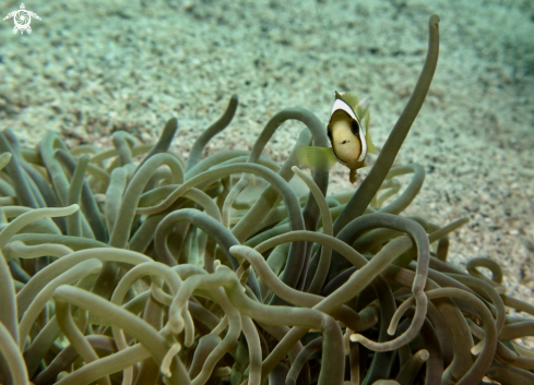 A anemonefish