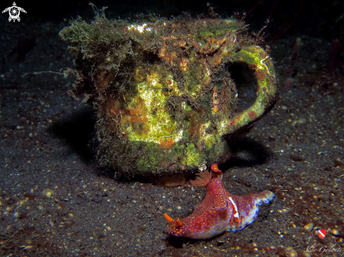 A Nudibranch and Emperor Shrimp