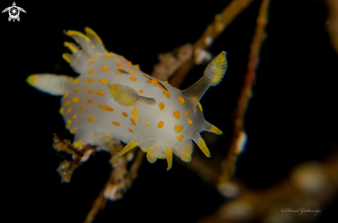 A Polycera quadriliniata | Polycera quadriliniata