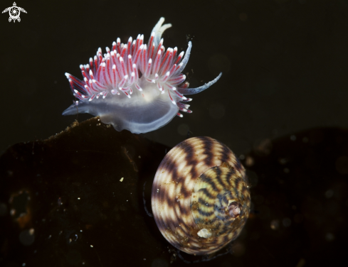 A Nudibranch