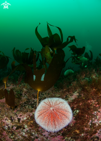 A Sea Urchin & Kelp