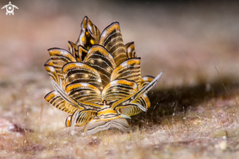 A Butterfly nudi