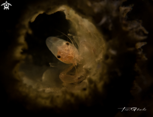 A Thaumastucaris streptopus | Tube sponge Shrimp
