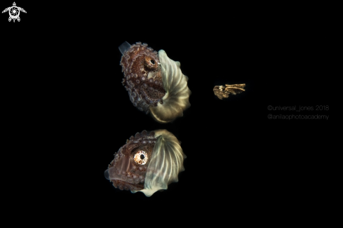 A Argonauta hians (female) | Paper Nautilus