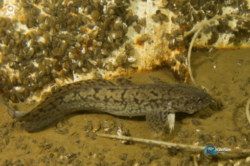 A Silurus glanis