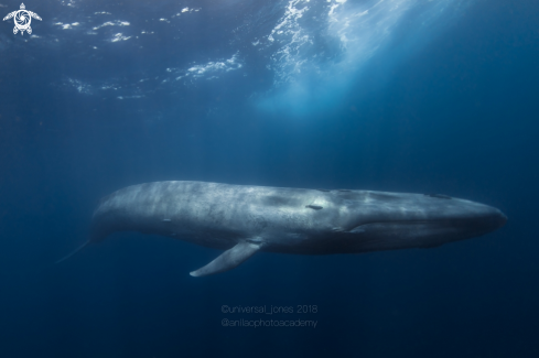 A Balaenoptera musculus) | Blue Whale