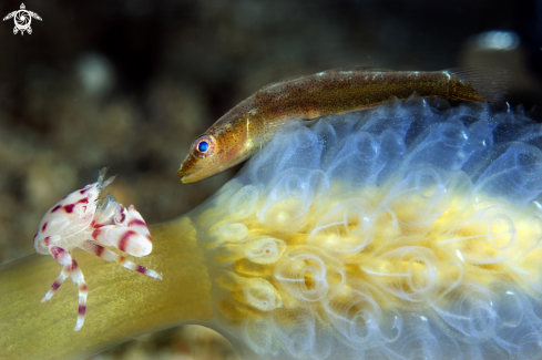 A Porcellanella picta  | Porcelain crab & Goby