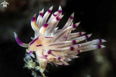 A Flabellina rubrolineata