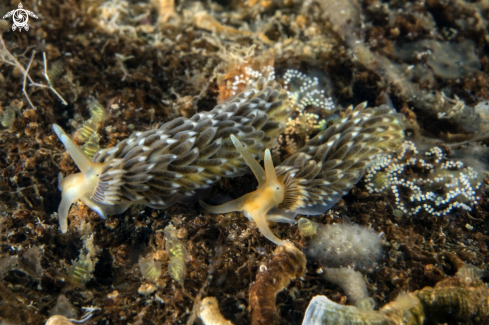 A Aeolidiella alderi