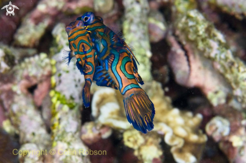 A mandarin fish