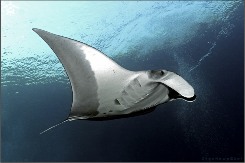 A Manta birostris  | Manta Ray