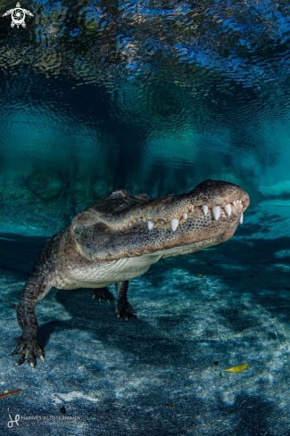 A American Alligator