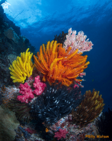 A Crinoid