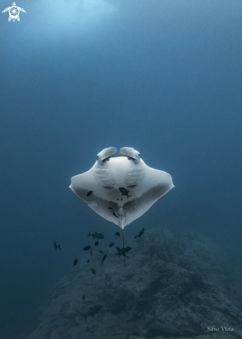 A Giant Oceanic Manta