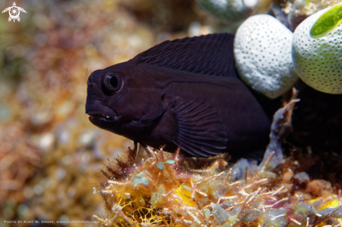 A Atrosalarias fuscus | Blenny