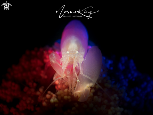 A Soft Coral Snapping Shrimp