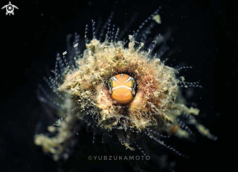 A Plagitremus Rhynorhynchos | Blenny Fish