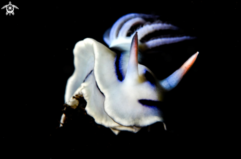 A Nudibranche Cromodoridae