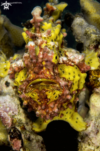 A Frogfish