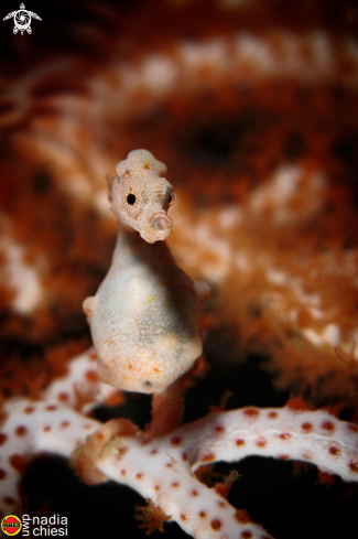 A Pigmy seahorse