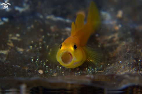 A Yellow Clown Goby
