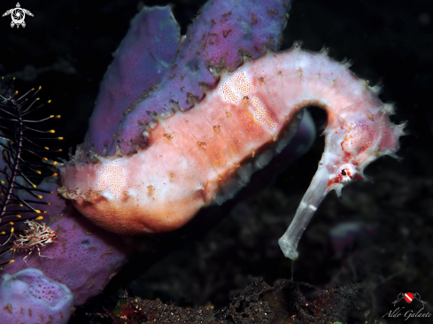 A Hippocampus Histrix  (Kaup, 1856) | Spiny Seahorse - Thorny Seahorse