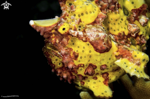 A Frogfish