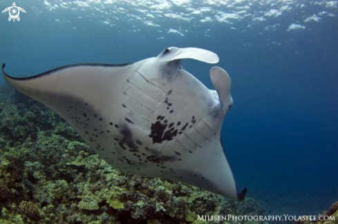 A Manta alfredi (birostris) | Coastal manta