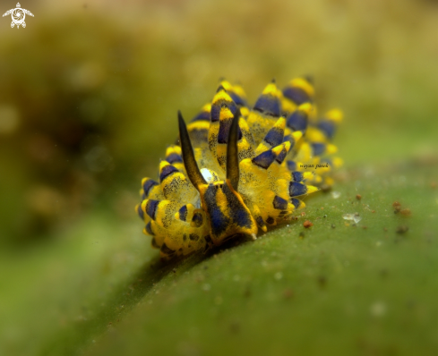 A costasiella sp